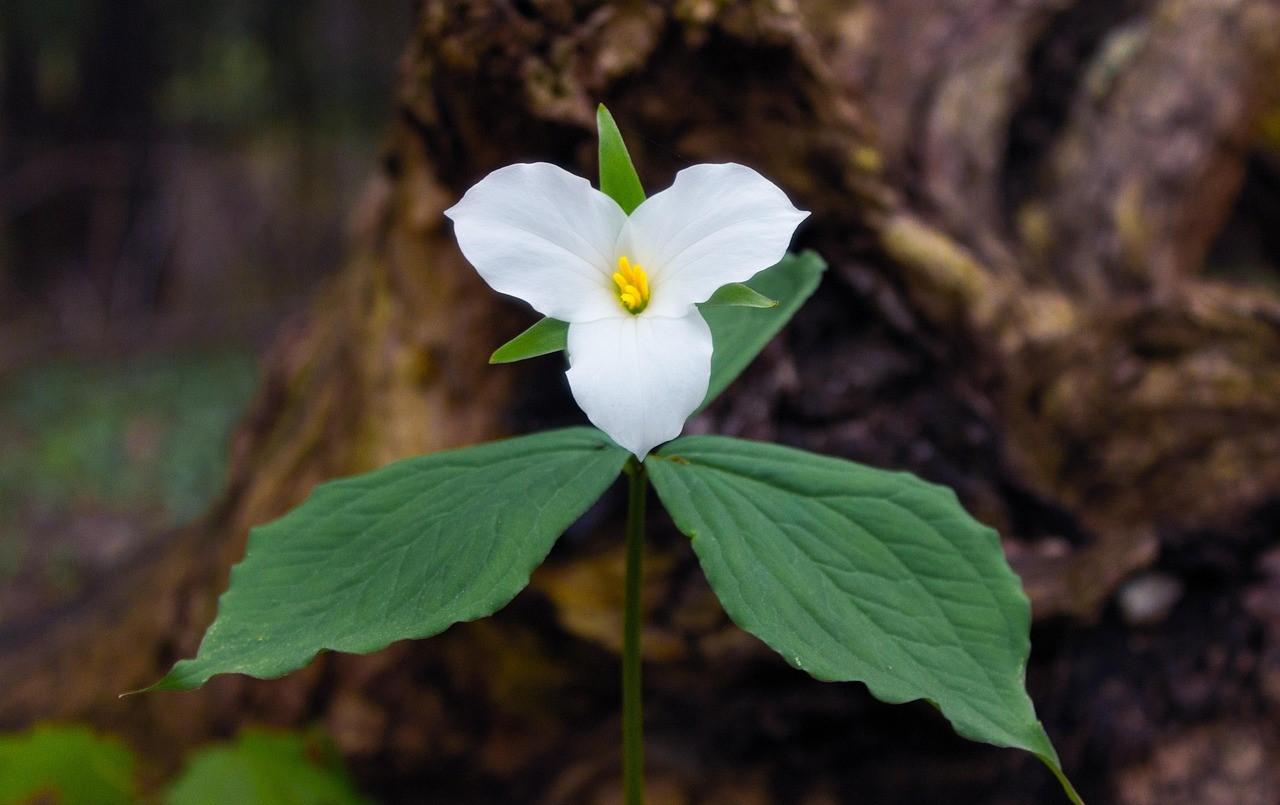 Image by Moira Gibson from Pixabay