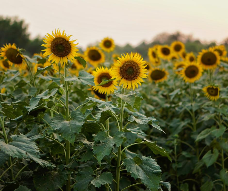 Sunflowers